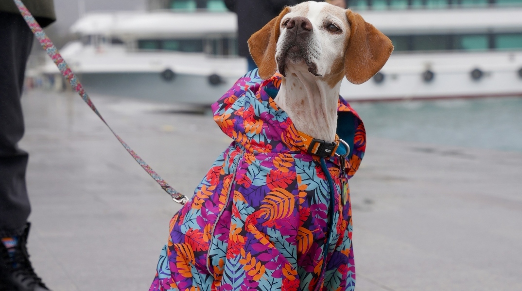 Ρούχα για κατοικίδια: Όταν τα social media μετατρέπουν μια τάση σε ολόκληρη βιομηχανία