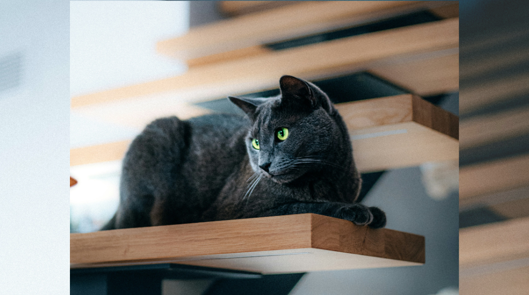 Catification: Η νέα τάση που βάζει τις γάτες στο επίκεντρο του design