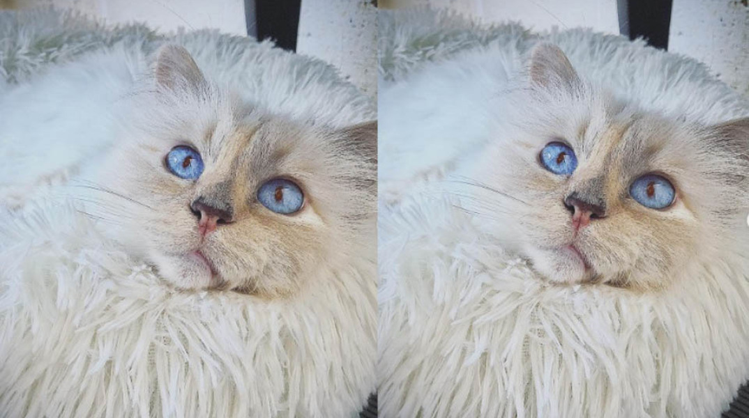 Η λευκή γάτα του Karl Lagerfeld, Choupette