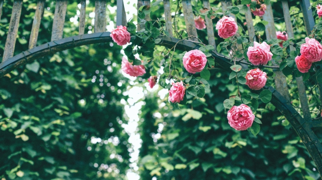 Διακοσμήστε τα κάγκελα των μπαλκονιών σας και τους φράχτες σας με αυτά τα 6 φυτά και λουλούδια
