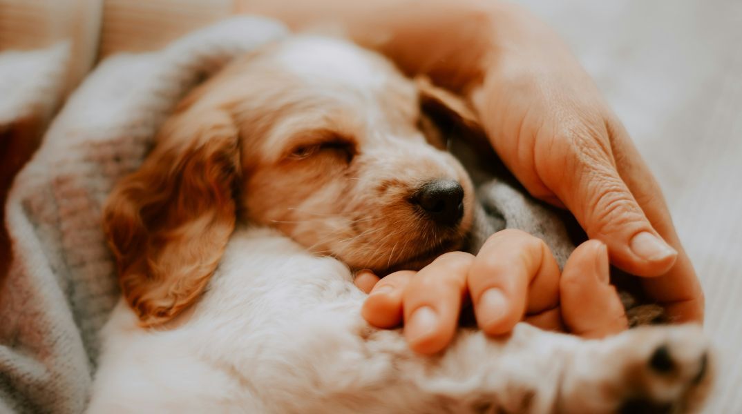Χαλκιδική: Άγνωστος σκότωσε ένα σκυλάκι με αεροβόλο στην Αρναία - Η αστυνομία ξεκίνησε έρευνα μετά την καταγγελία του ιδιοκτήτη.