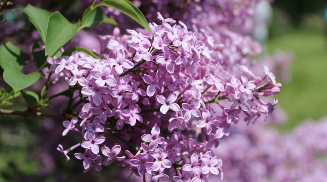 Πασχαλιά, το φυτό του Πάσχα