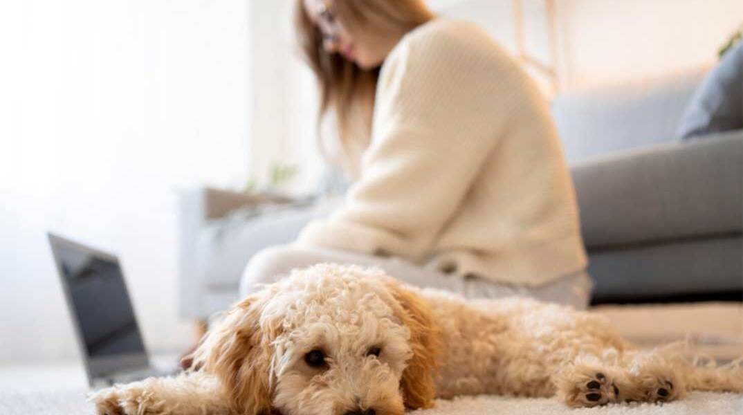 Σκύλος έχει ξαπλώσει στο χαλί του σαλονιού