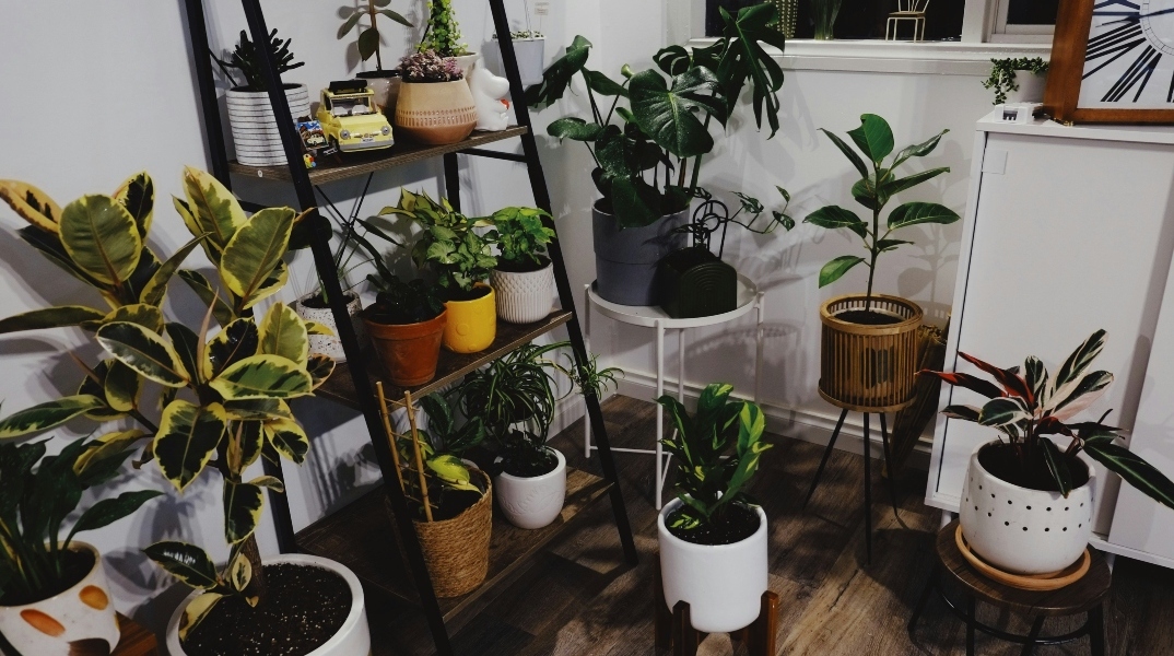 Houseplants