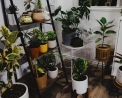 Houseplants