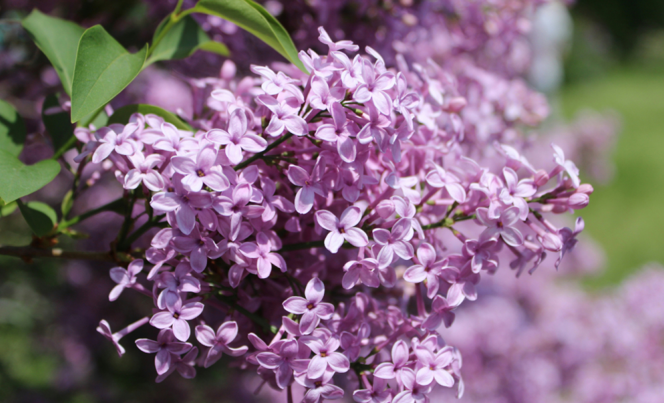 Πασχαλιά, το φυτό του Πάσχα