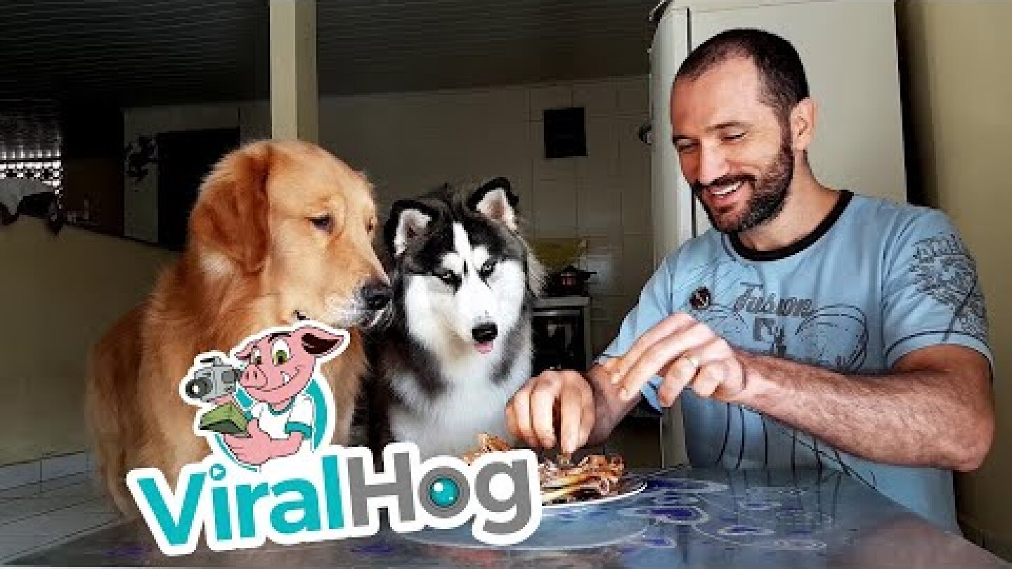 Dogs Tested with Chicken || ViralHog
