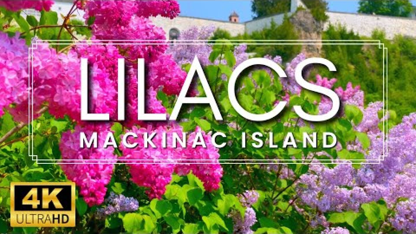 THE LARGEST LILACS IN THE WORLD!!! | Mackinac Island Lilac Festival 2023 | Lilac Garden Tour