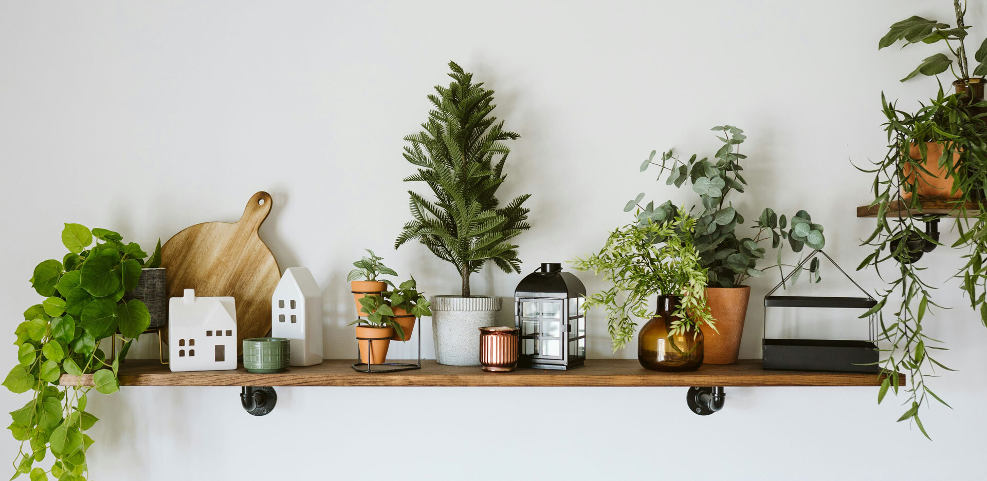 Φυτά μικρού μεγέθους για εσωτερικούς χώρους