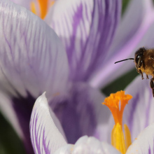 Μέλισσα σε ένα λουλούδι
