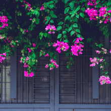 7 tips για να προστατεύσεις τα λουλούδια σου από τον καύσωνα