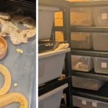 Bρετανία: Χωρισμός με σουβενίρ...70 βασιλικούς πύθωνες 