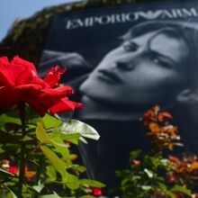 Μιλάνο σε πένθος: Ένα μοναχικό τριαντάφυλλο έξω από τα γραφεία του Αρμάνι