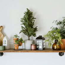 Φυτά μικρού μεγέθους για εσωτερικούς χώρους