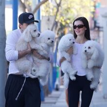 Βόλτα με τέσσερα poodles και… καταιγίδα σχολίων: Ο Μπρούκλιν Μπέκαμ και η Νίκολα Πελτζ ξανά στο στόχαστρο