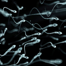 f0077677-human_sperm_artwork-spl.jpg