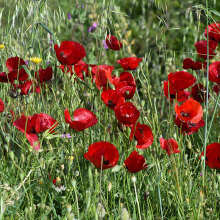 Παπαρούνες 