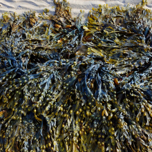 seaweed.jpg