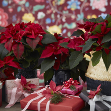 Christmas wonderland συνθέσεις με αλεξανδρινά 