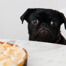 Σκυλάκι κοιτάζει γλυκό πάνω σε τραπέζι