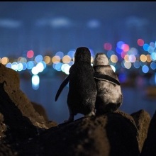 Η αγκαλιά των πιγκουίνων στη Μελβούρνη