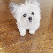 Norbert, ο σκύλος θεραπευτής