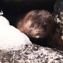 Βιζόν (Φωτο Αρχείου)