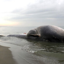 Νεκρή φάλαινα (ΦΩΤΟ ΑΡΧΕΙΟΥ)