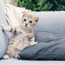 Φωτογραφία άσπρης γάτας στον καναπέ ©Pexels/Tranmautritam