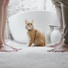 Γυναίκα και άντρας στέκονται όρθιοι με μια γάτα ανάμεσα στα πόδια τους