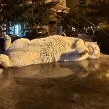 Γάτα που κοιμάται στην οροφή ενός αυτοκινήτου