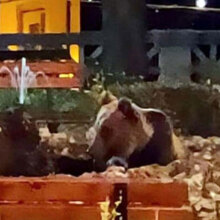 Μια καφέ αρκούδα στο συντριβάνι χωριού στην Ιταλία