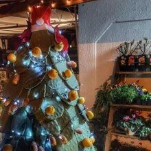 Viral το «διαφορετικό» χριστουγεννιάτικο δέντρο της Αρεόπολης