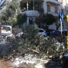 Κάτοικος ζητάει αποζημίωση για πτώση δέντρου, το οποίο δεν άφηνε τον Δήμο να το κόψει (vid)