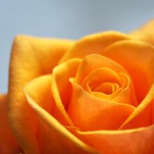 7 λουλούδια που ομορφαίνουν το μπαλκόνι και φέρνουν τύχη, ευημερία, καλή διάθεση.