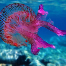 Η μωβ μέδουσα εξαπλώνεται ταχύτατα στις ελληνικές θάλασσες