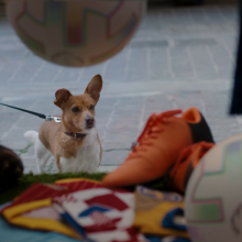 O πιο πιστός φίλος του Euro είναι ο Rex