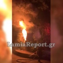 Φωκίδα: Πλάτανος 180 ετών κάηκε από δυναμιτάκια