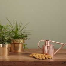 Τάσεις φυτά 2024