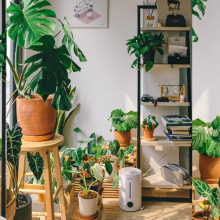 φυτά σε δωμάτιο