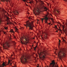 Λουλούδια για τον Άγιο Βαλεντίνο