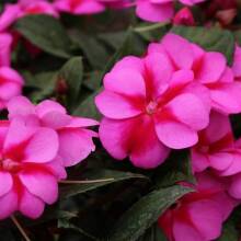 7 λουλούδια που ευδοκιμούν σε σκιερά μπαλκόνια