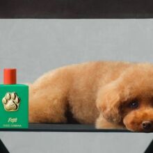 Άρωμα για σκύλους κυκλοφόρησε από την Dolce & Gabbana - Κοστίζει 99 ευρώ - Η πολυτελής ιταλική μάρκα κάνει τα πρώτα της βήματα στην αγορά κατοικίδιων ζώων. 