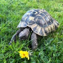 Βρετανία: Η χελώνα Λεονάρντο βρέθηκε σώα εννέα μήνες μετά την εξαφάνισή της, ένα μίλι μακριά από το σπίτι της, έχοντας διανύσει 6 μέτρα τη μέρα.