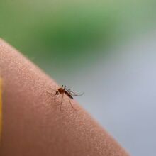 Επιστήμονες εξηγούν γιατί κάποιοι προσελκύουν περισσότερα κουνούπια - Μεταβολισμός, ρούχα, θερμοκρασία σώματος και ομάδα αίματος επηρεάζουν την «προτίμηση»