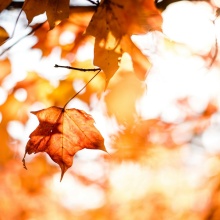 Φύλλα πάνω σε δέντρα