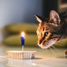 Παγκόσμια ημέρα των ζώων: Μια μικρή αναδρομή στην ιστορία της σχέσης του ανθρώπου με τις γάτες