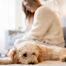 Σκύλος έχει ξαπλώσει στο χαλί του σαλονιού