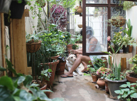 Οδηγός με 8+6 φυτά που απωθούν τα έντομα