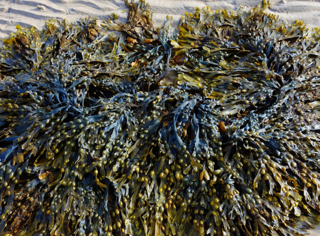 seaweed.jpg